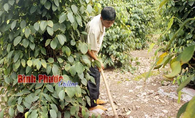 Cảnh giác rao bán phân bón lá trừ được sâu bệnh