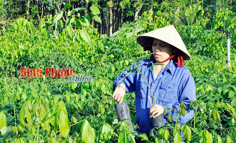Cao su giống trúng mùa và khuyến cáo của ngành nông nghiệp - Bài cuối