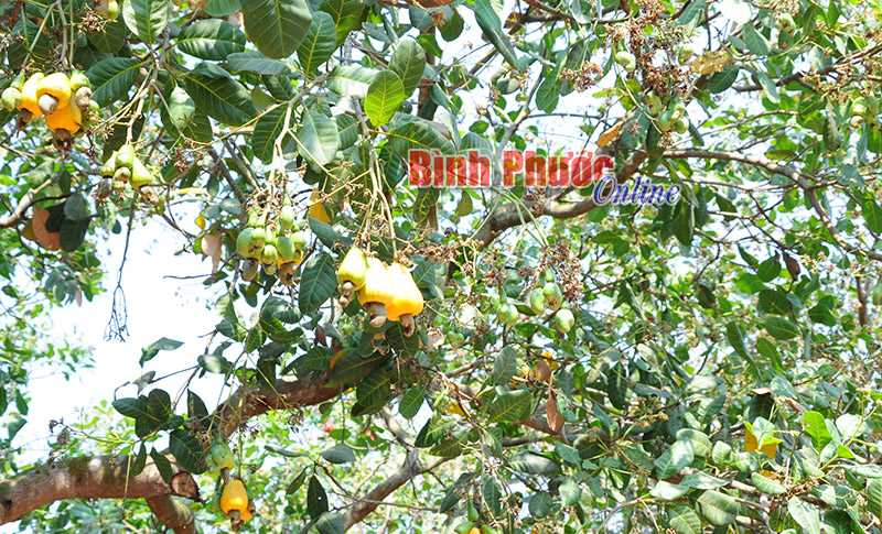 Thành lập Ban chỉ đạo phòng chống dịch bệnh hại cây trồng các huyện, thị