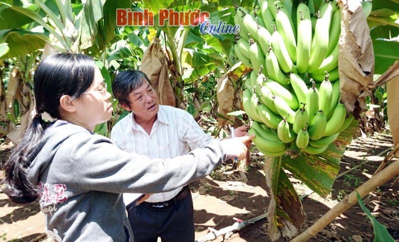 Chuối già Nam Mỹ đang “tự bơi”