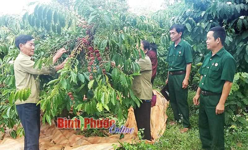Cựu chiến binh huyện Bù Đăng giúp nhau phát triển kinh tế