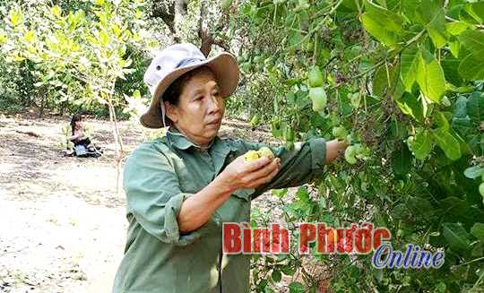 Thu nhập ổn định từ vườn cây nhiều tầng