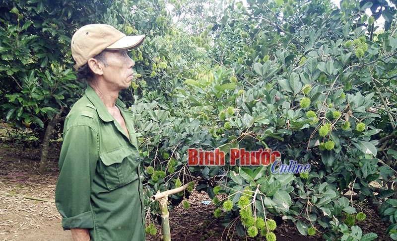 Đồng Phú mất mùa chôm chôm