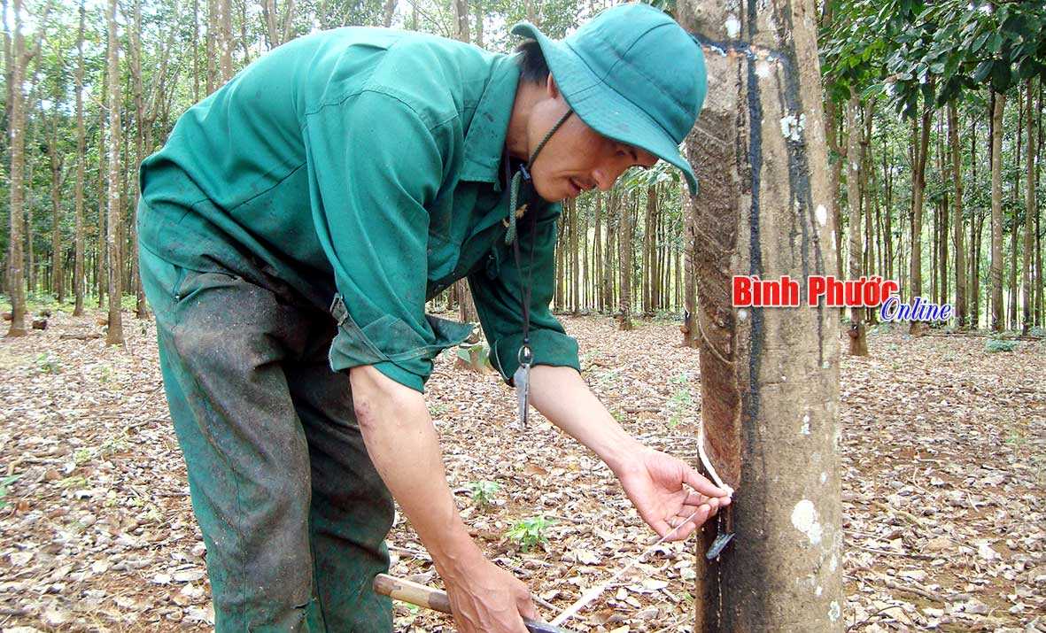 Hoàng Văn Sa - công nhân DTTS tiêu biểu