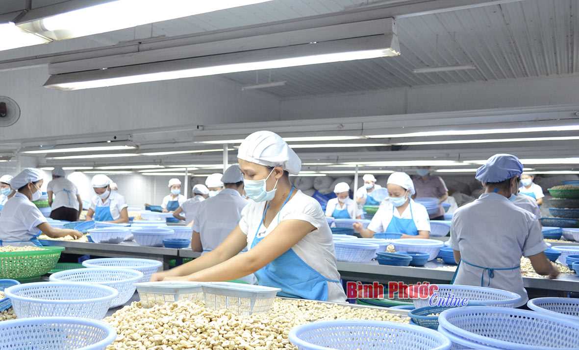 Giải pháp phát triển ngành điều bền vững