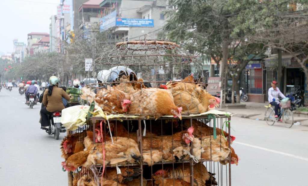 Nghiêm cấm vận chuyển, buôn bán gia cầm ở khu vực biên giới
