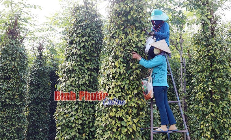 Giá tiêu tuột dốc - người trồng lỗ nặng