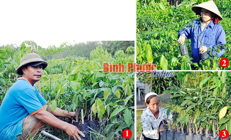 Cao su giống trúng mùa và khuyến cáo của ngành nông nghiệp - Bài 1