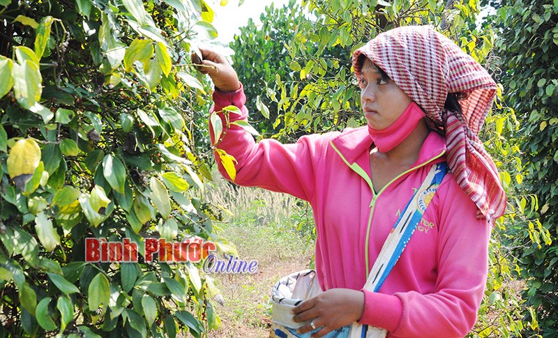 Giữ vững thương hiệu sản phẩm tiêu sạch