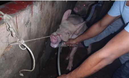 Bơm nước v&agrave;o động vật trước khi giết mổ sẽ bị phạt đến 30 triệu đồng