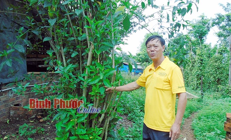 Hiệu quả từ Tổ hợp tác nuôi heo an toàn Hiệp Tâm