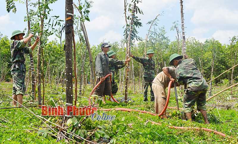 Hơn 60.000 nọc tiêu bị gãy, đổ do mưa lốc