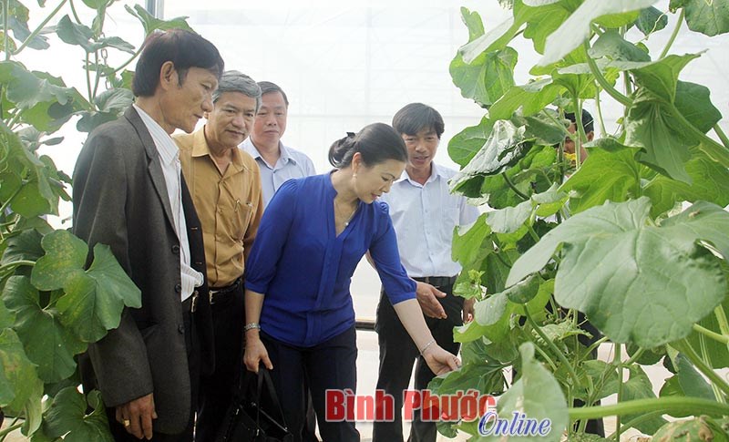 Hợp tác xã khó tiếp cận vốn ngân hàng