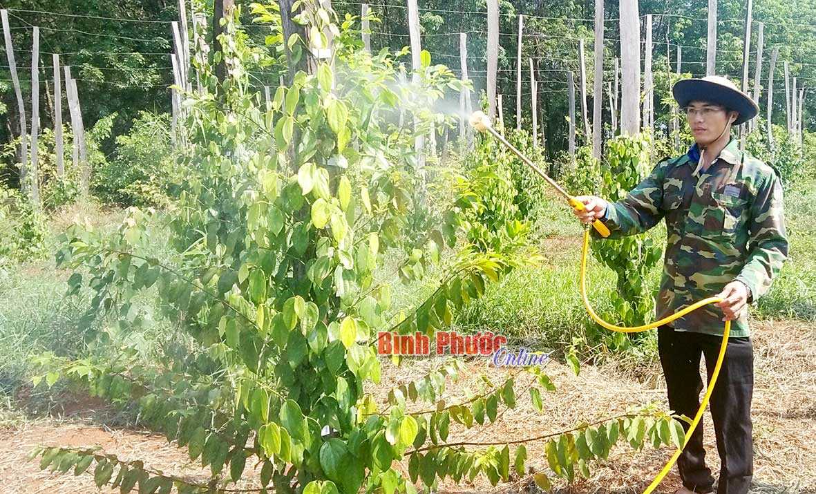 Những thanh niên làm kinh tế giỏi ở Bù Đăng