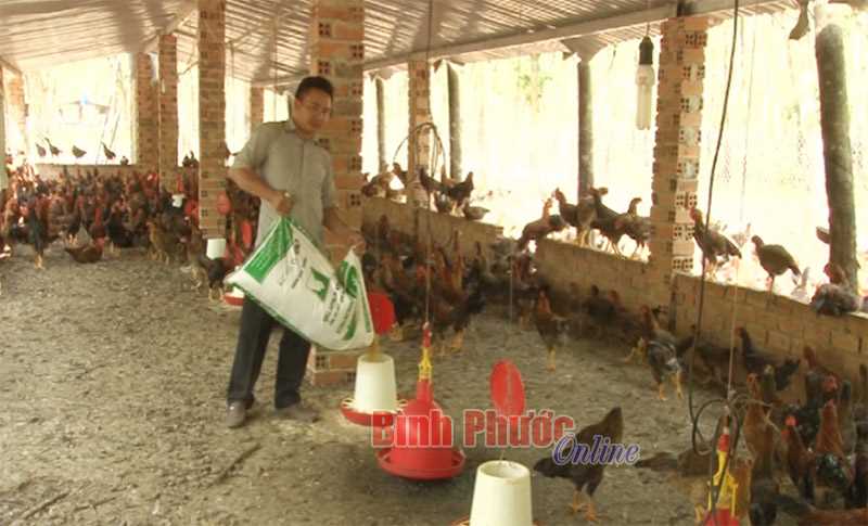 Lợi ích từ tổ hợp tác chăn nuôi