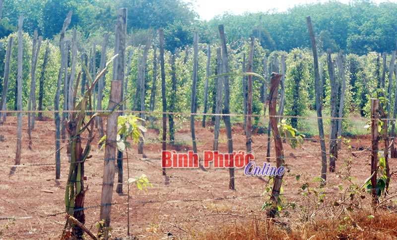 Không trồng tiêu trên đất ngập úng mùa mưa