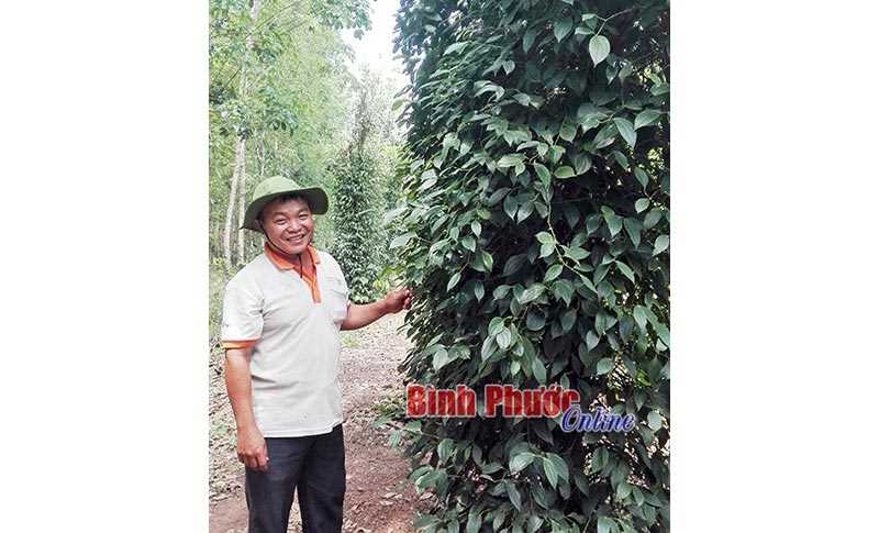 Kinh nghiệm chăm sóc tiêu của một nhà nông