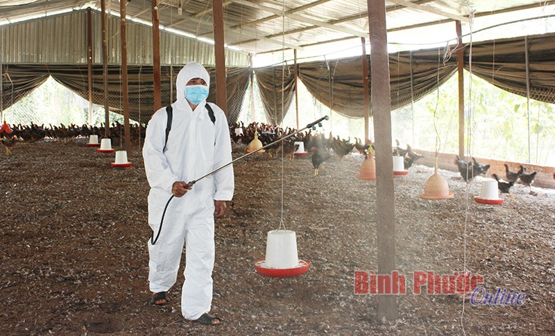 Lộc Ninh tăng cường phòng, chống dịch cúm gia cầm