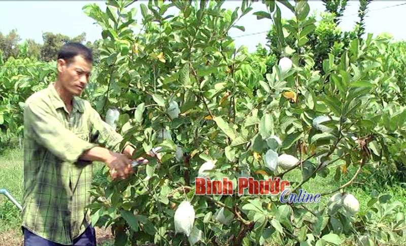 Lợi ích lấy ngắn nuôi dài