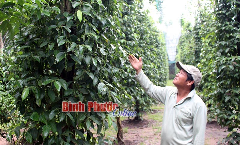 Minh Lập tập trung mọi nguồn lực xây dựng nông thôn mới