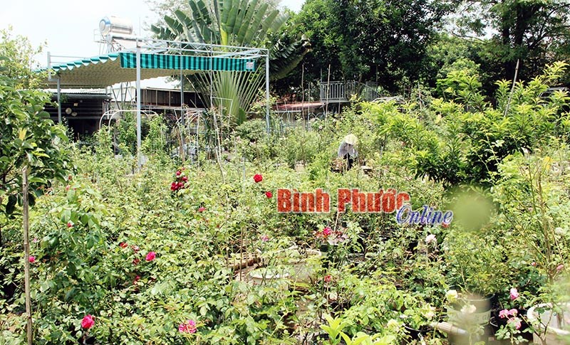 Xây dựng mô hình kinh tế để tập hợp thanh niên