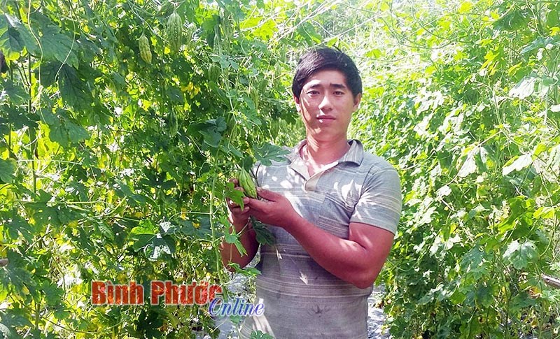 “Mốt” trồng rau tại nhà ở Đồng Phú