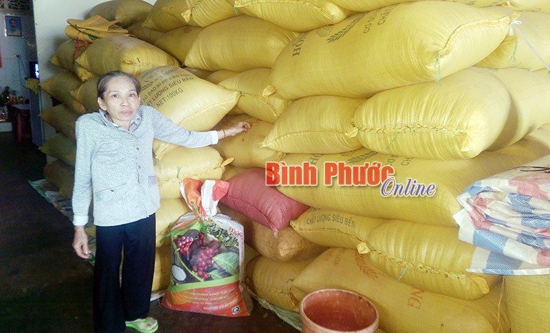 Nhà nông Bù Đốp với nỗi lo tiêu mất mùa, rớt giá