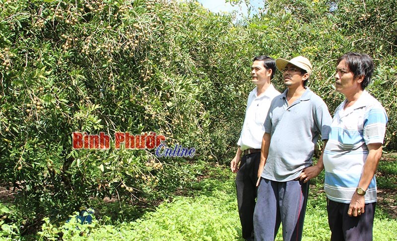 Nhãn xuồng cơm vàng hút giá