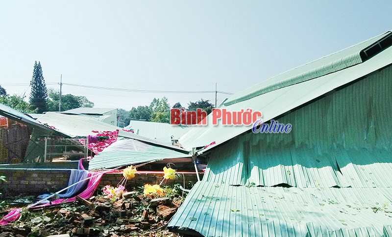 Nông dân khốn đốn vì mưa trái mùa