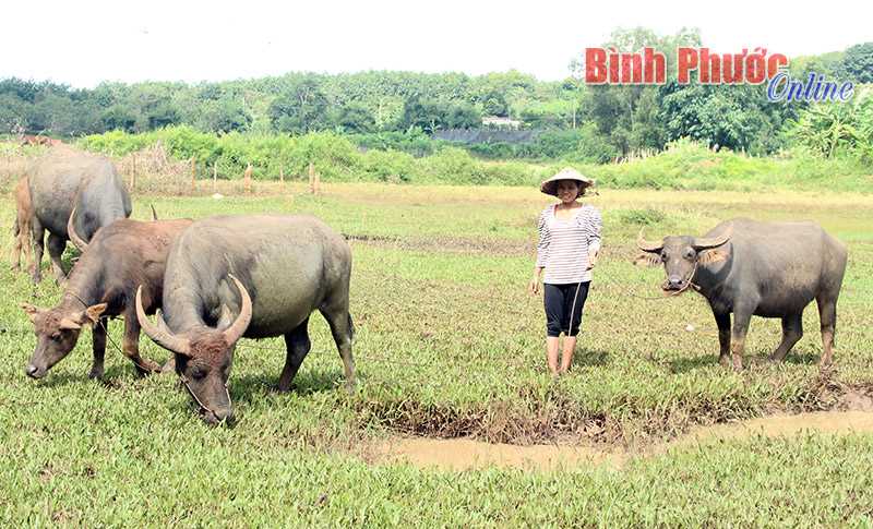 Xin hoãn thanh lý trâu