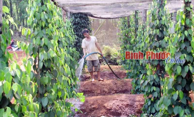 PHƯỚC THIỆN: 25 hộ thoát nghèo