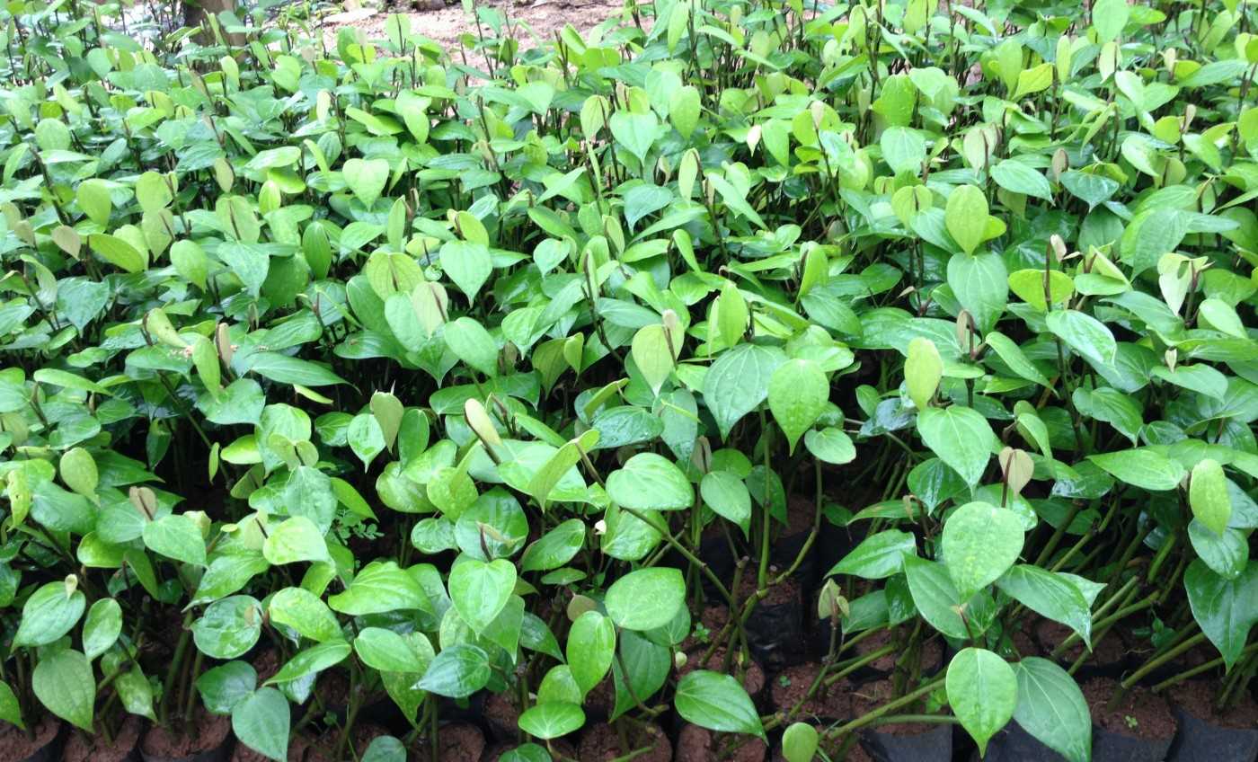  “Mất ngủ” cùng nông dân