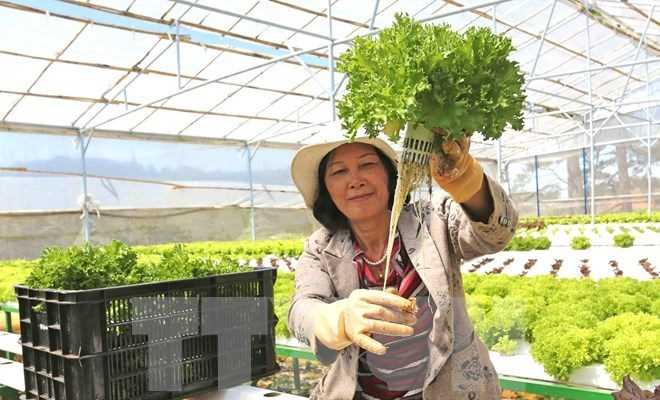 Đầu tư cho nông nghiệp sạch: Không làm ào ạt theo phong trào