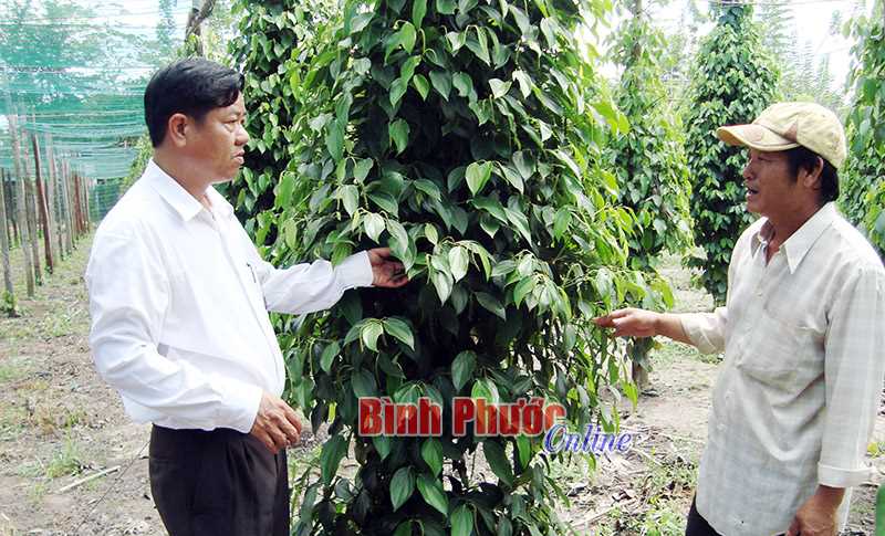 Sản lượng tiêu tăng cao nhờ bón phân cá và tưới tiết kiệm