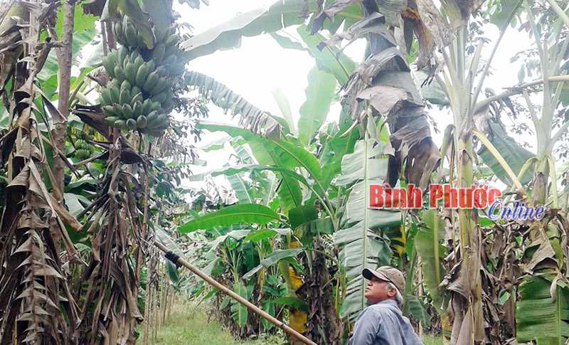 Tăng thu nhập từ trồng chuối xen trong vườn cao su