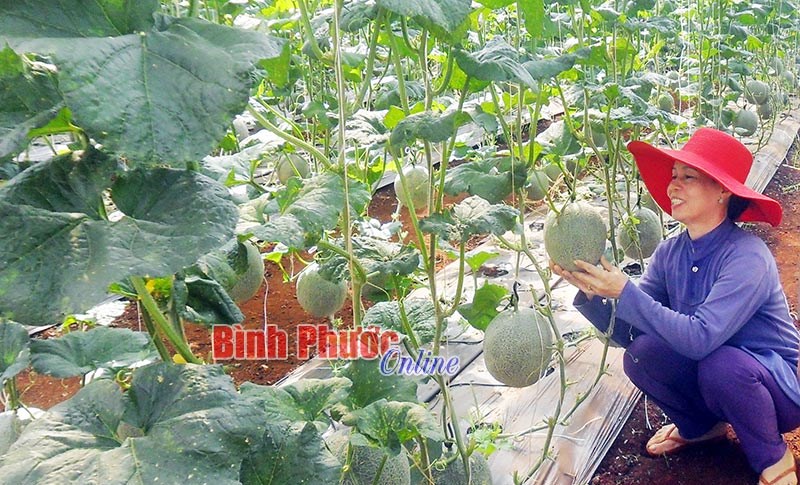 Thành công khi làm nông nghiệp công nghệ cao