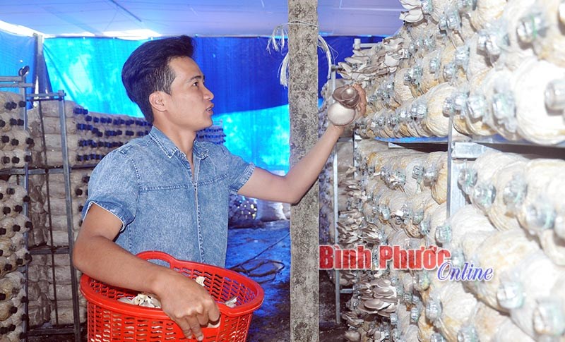 Thuận lợi, khó khăn khi phát triển tổ hợp tác, hợp tác xã trong thanh niên