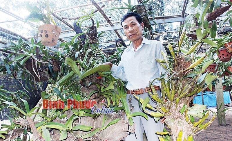 Tăng thu nhập từ trồng lan rừng