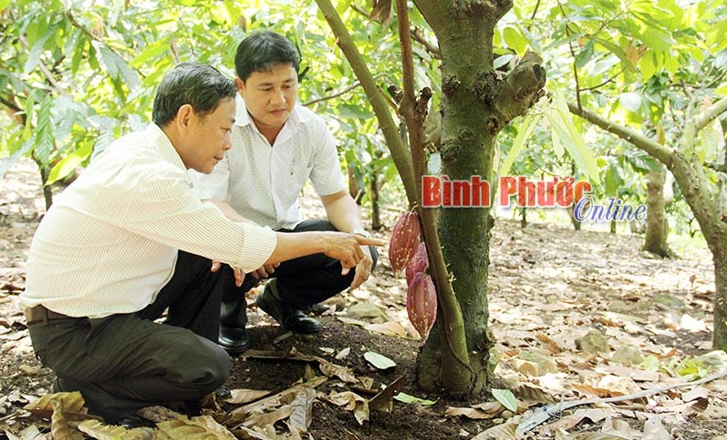 Tín hiệu vui từ HTX nông - lâm nghiệp, dịch vụ Phú Văn