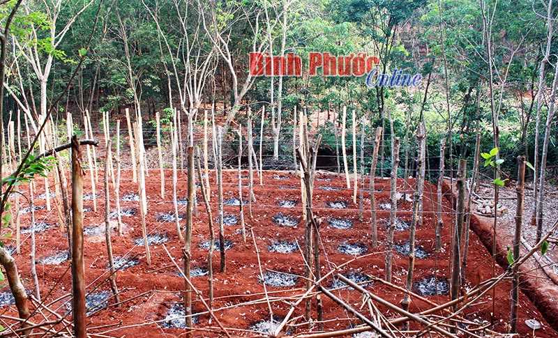 Cung vượt cầu, bà con nên dừng trồng mới tiêu