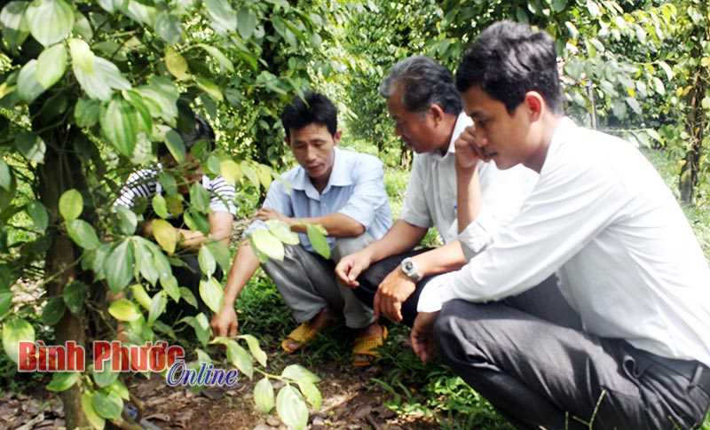Thu hút đồng bào DTTS tham gia trồng tiêu sạch