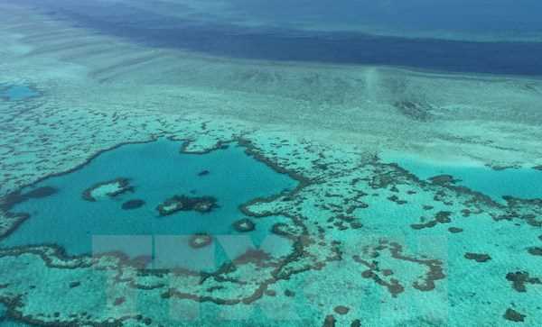 Hy vọng mới giải cứu rạn san hô lớn nhất thế giới Great Barrier