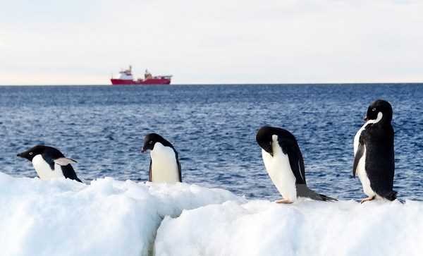 Chim cánh cụt là thước đo quan trọng để đánh giá tình trạng biển