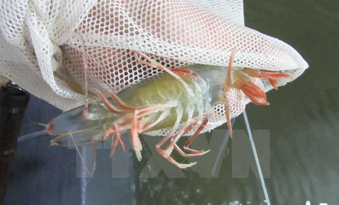 Cà Mau thí điểm thành công mô hình nuôi tôm sú quảng canh cải tiến