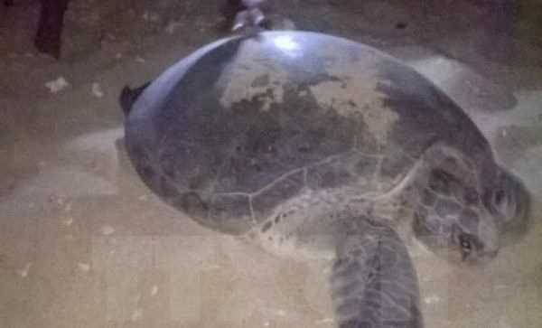Con rùa biển gần 100 tuổi đầy thương tích dạt vào bờ biển Nam Định