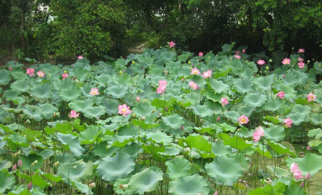 Ao sen qu&ecirc; ngoại