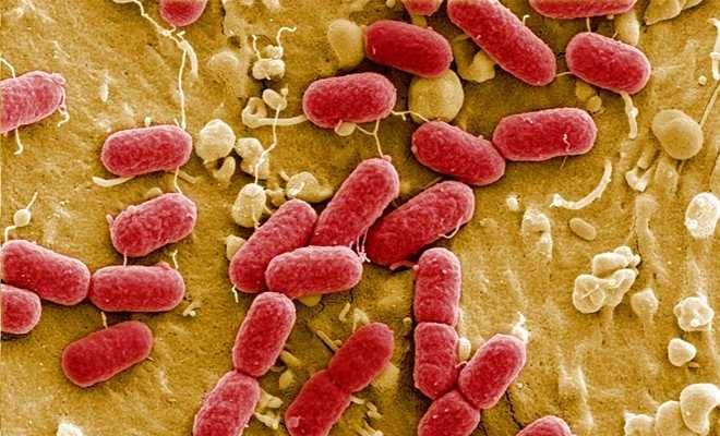 Việt Nam xuất hiện siêu vi khuẩn kháng tất cả kháng sinh