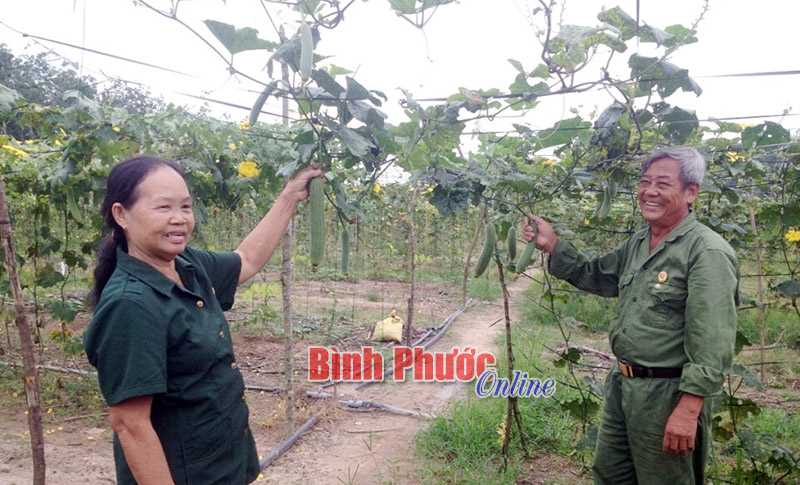 Vợ chồng cựu chiến binh làm kinh tế giỏi ở Lộc Thịnh 