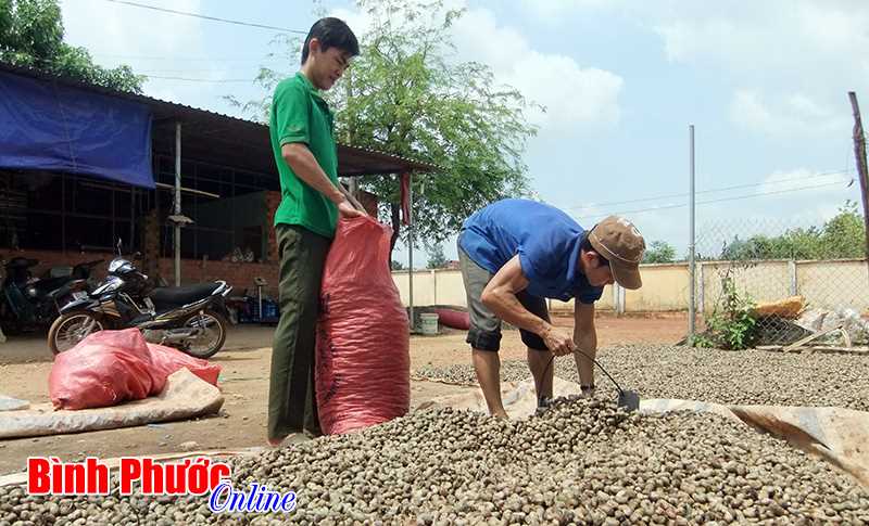 Bù Gia Mập giảm 42,8% sản lượng điều