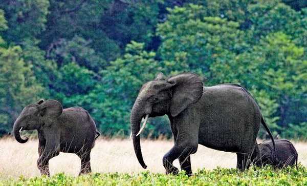 Malawi hoàn tất dự án di dời 520 con voi kéo dài 2 năm